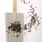 Blueberry and Lavender Pops