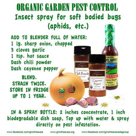 DIY Natural Pesticide