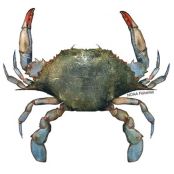 Old Bay Crab Imperial