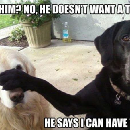 Carrot Oat Dog Treats