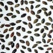 Caramelized Marrow Seeds