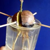 Fresh Sprouts from Kitchen Scraps:  Avocado