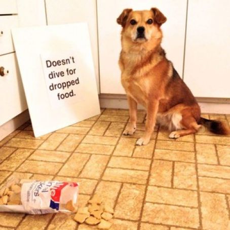 Canine Cookies