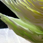 Home Made Southern Style Coleslaw