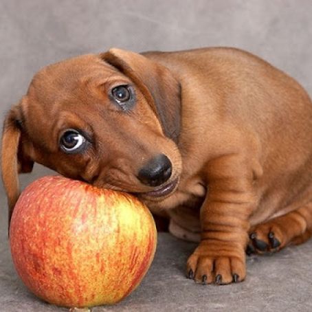 Apple Cinnamon Drop Dog Treats Homemade