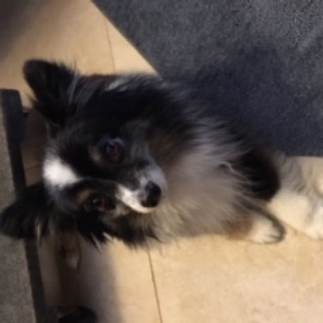 Detangling Spray for Dogs