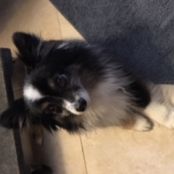 Detangling Spray for Dogs