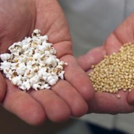 Sorghum “Popcorn”