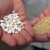 Sorghum “Popcorn”