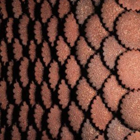 Chocolate Shortbread Cookies