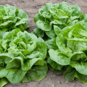 Butter Lettuce with Chives and Butter Dressing