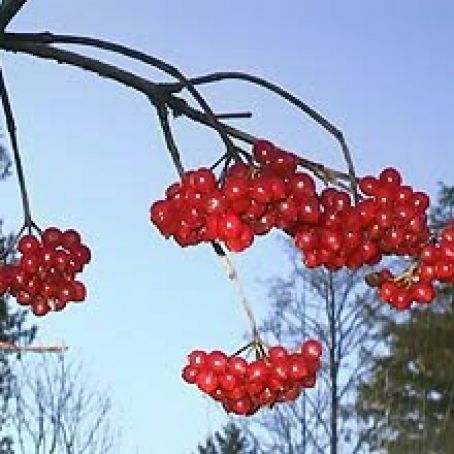 Highbush Cranberry Liqueur