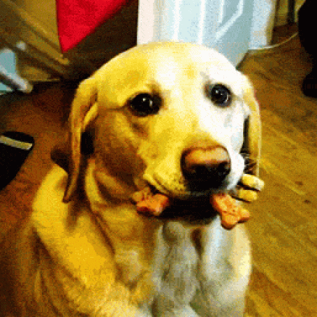 Healthy Liver Treats