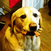 Healthy Liver Treats