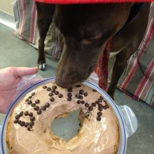 Birthday Cake (for dogs)