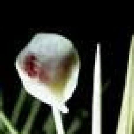 Raspberry Kebab with Balsamic Caramel Cloud