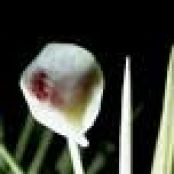 Raspberry Kebab with Balsamic Caramel Cloud