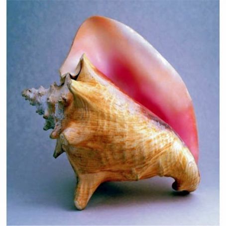 Bahamian Steamed Conch