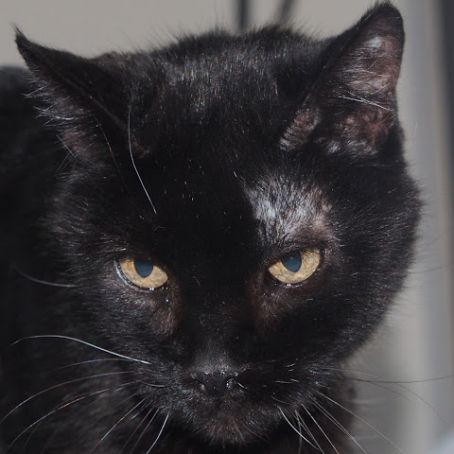 Holy Mackerel cat treats