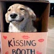 Kiss Me Cookies - Dog Cookies Homemade