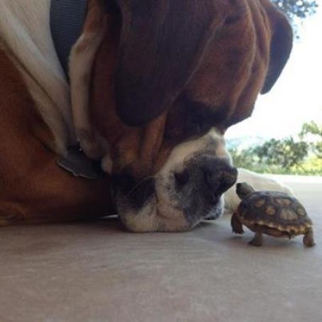 Humor - Friend, Not Food