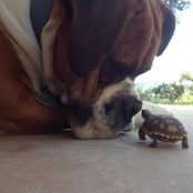 Humor - Friend, Not Food