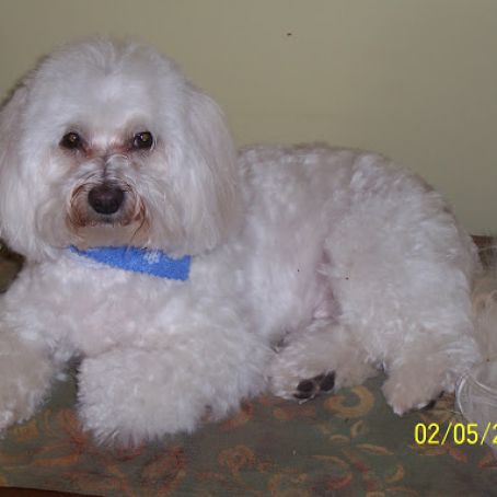 Peanut Butter Dog Biscuits