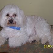 Peanut Butter Dog Biscuits