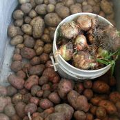 Garlic and Olive Oil Smashed Yukon Gold Potatoes