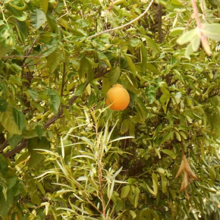 Marmalade - Orange/Mandarin Oranges