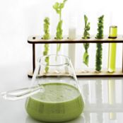 Tangy Chilled Cucumber Soup