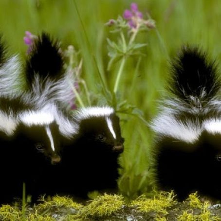 Skunk Smell Remover