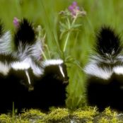 Skunk Smell Remover