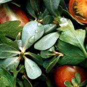 PURSLANE & PARSLEY SALAD