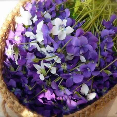 Yoghurt and Blueberry Cake